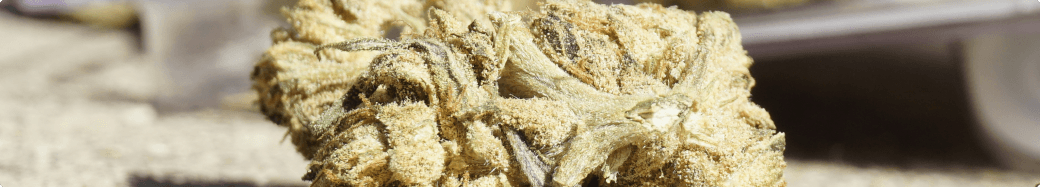 Marijuana Land gallery photo