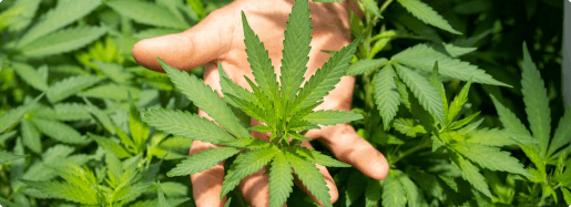 Marijuana Land gallery photo