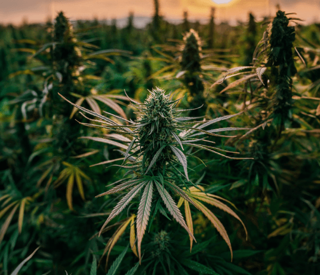 Marijuana Land storefront